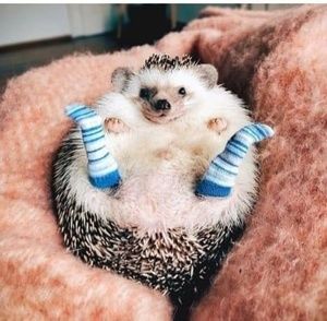 Meet your Posher, Trish